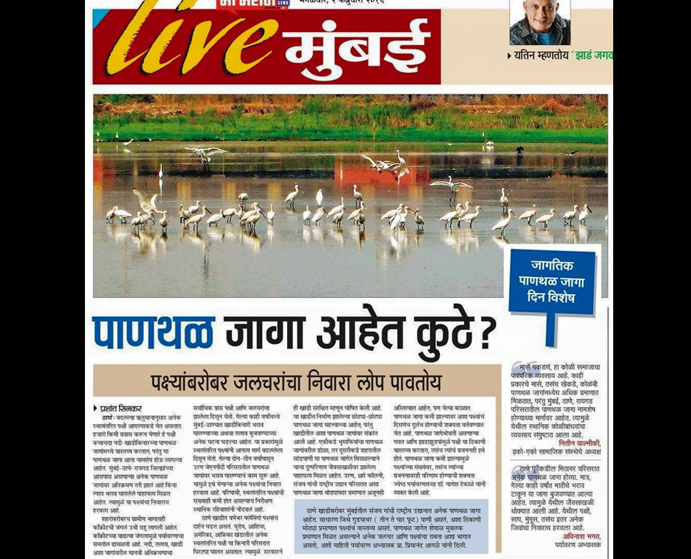 Disappearing Wetlands Around Thane